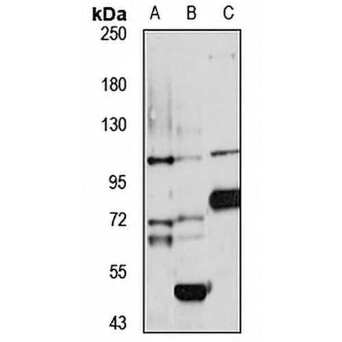 LNX4 Rabbit Polyclonal Antibody