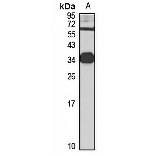 PECR Rabbit Polyclonal Antibody