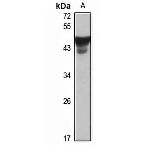 Pellino-1 Rabbit Polyclonal Antibody