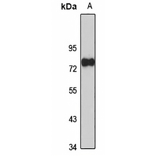 Twinkle Rabbit Polyclonal Antibody