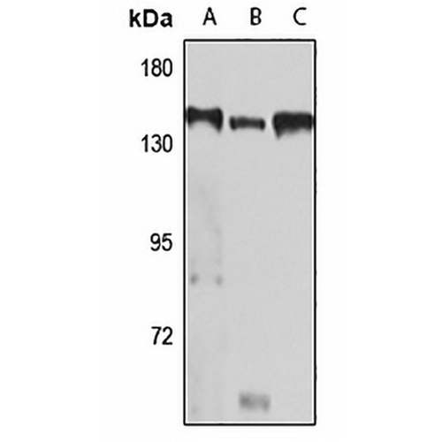 PER1 Rabbit Polyclonal Antibody