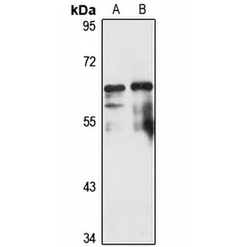 Pescadillo Rabbit Polyclonal Antibody