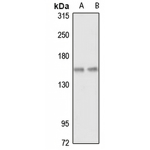 FGAM synthase Rabbit Polyclonal Antibody