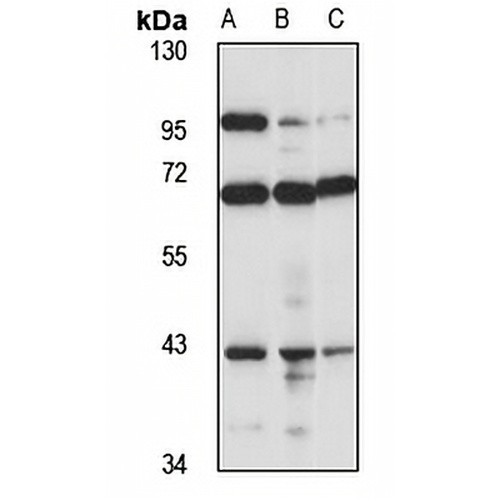 Pepsin A3 Rabbit Polyclonal Antibody
