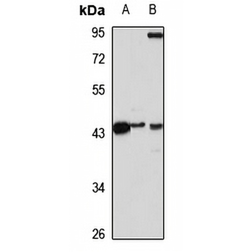 Pepsin A5 Rabbit Polyclonal Antibody