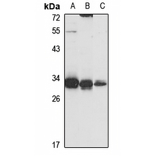 PGAM5 Rabbit Polyclonal Antibody