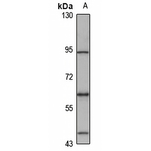 PGBD1 Rabbit Polyclonal Antibody