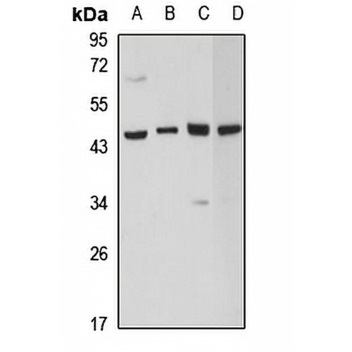 PGK2 Rabbit Polyclonal Antibody