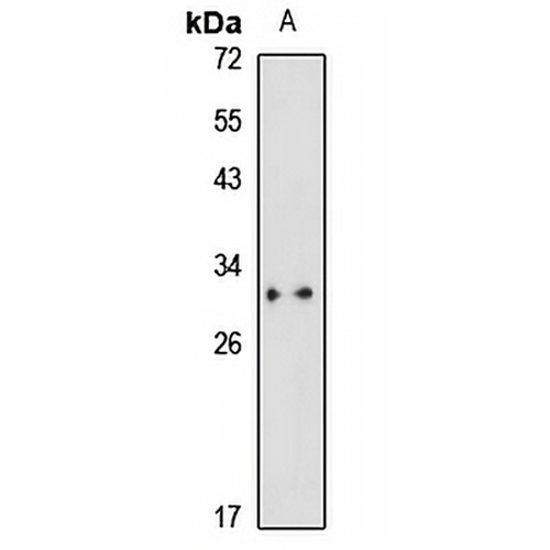 PHOSPHO2 Rabbit Polyclonal Antibody