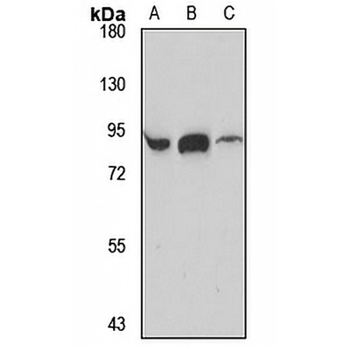 PI 4-kinase beta Rabbit Polyclonal Antibody