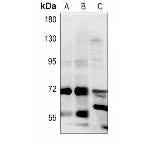 CALM Rabbit Polyclonal Antibody