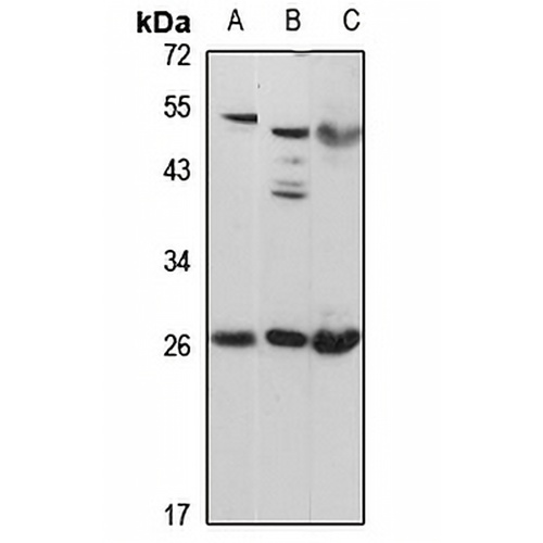 PID1 Rabbit Polyclonal Antibody