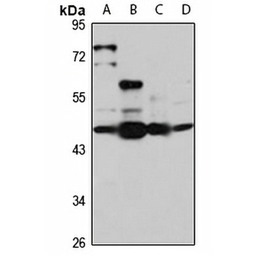 PIG-M Rabbit Polyclonal Antibody