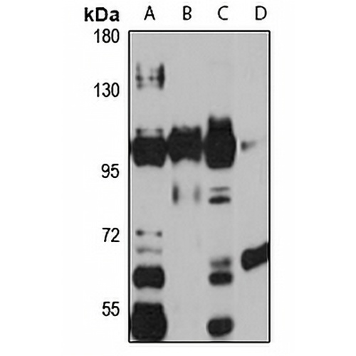 PIGR Rabbit Polyclonal Antibody