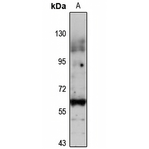 PIG-Z Rabbit Polyclonal Antibody