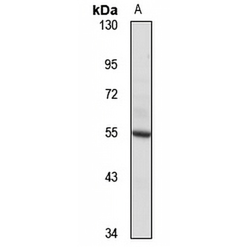 PI3K p85 gamma Rabbit Polyclonal Antibody