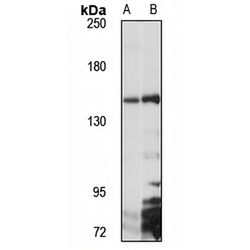 PI3-kinase p150 Rabbit Polyclonal Antibody