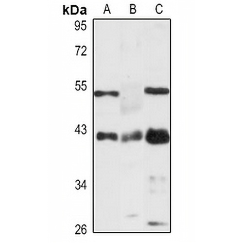 Pim-1 Rabbit Polyclonal Antibody