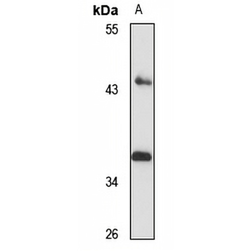 Pim-3 Rabbit Polyclonal Antibody