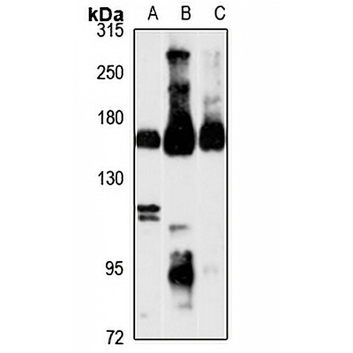 Nir2 Rabbit Polyclonal Antibody