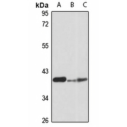 Pitx2 Rabbit Polyclonal Antibody