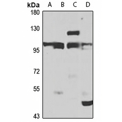 PLC delta 4 Rabbit Polyclonal Antibody