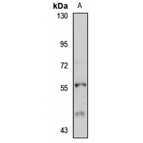 Perilipin-1 Rabbit Polyclonal Antibody