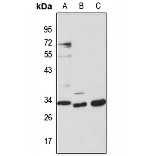 PLP1 Rabbit Polyclonal Antibody