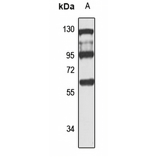 PLRG1 Rabbit Polyclonal Antibody