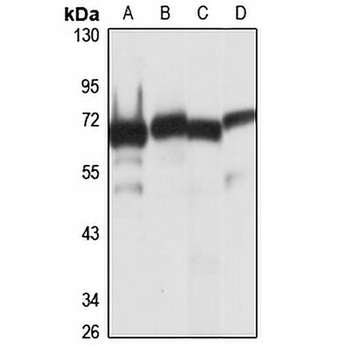 I-plastin Rabbit Polyclonal Antibody
