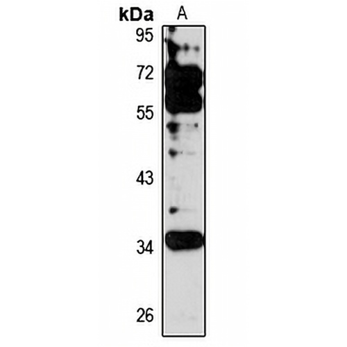 PLSCR4 Rabbit Polyclonal Antibody