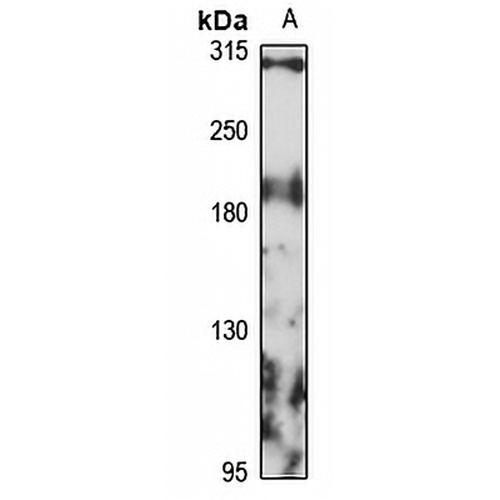 Plexin-A3 Rabbit Polyclonal Antibody