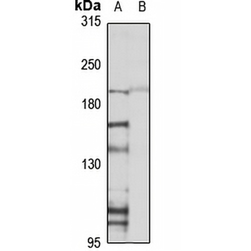 Plexin B1 Rabbit Polyclonal Antibody