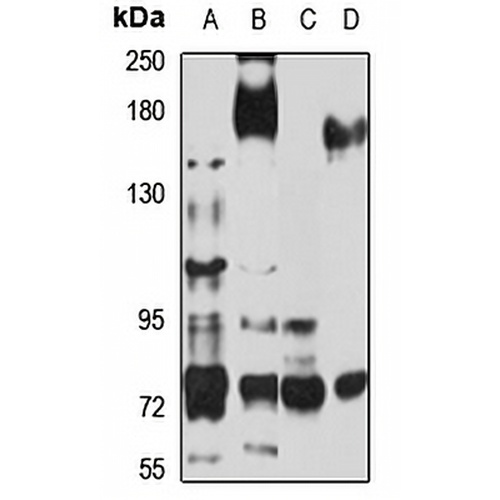 Plexin-B2 Rabbit Polyclonal Antibody