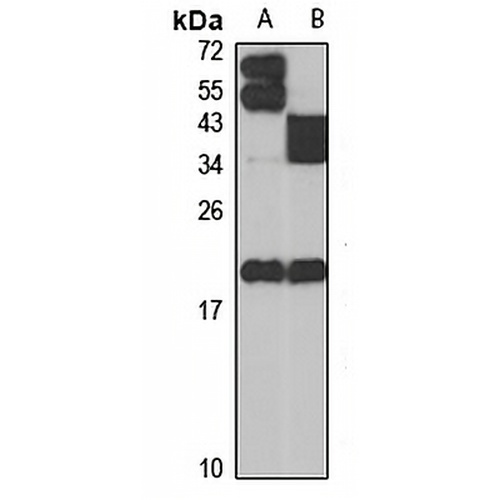 MCH Rabbit Polyclonal Antibody