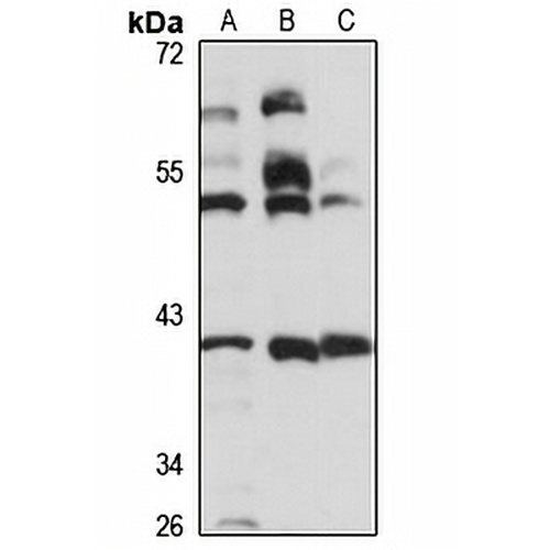 MA1 Rabbit Polyclonal Antibody