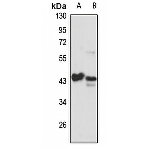 MA2 Rabbit Polyclonal Antibody