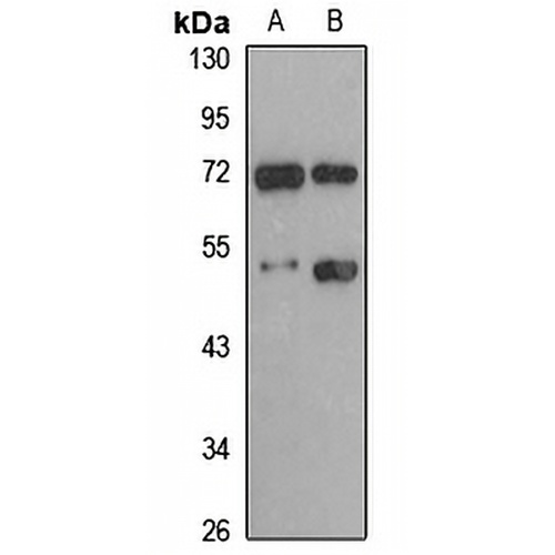 PNMAL1 Rabbit Polyclonal Antibody