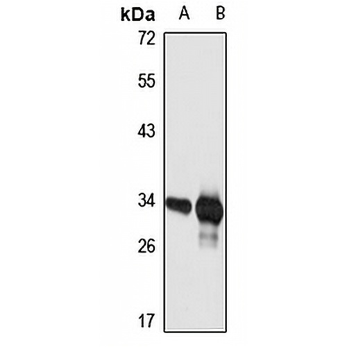 PNO1 Rabbit Polyclonal Antibody