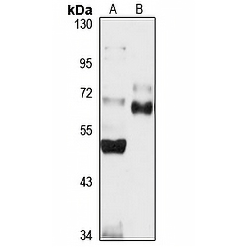 Podocan Rabbit Polyclonal Antibody