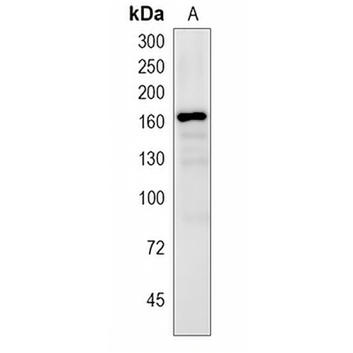 GCTM-2 Rabbit Polyclonal Antibody
