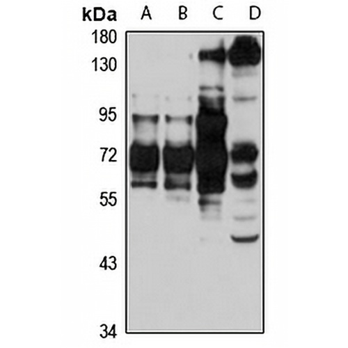DNA Polymerase alpha 2 Rabbit Polyclonal Antibody