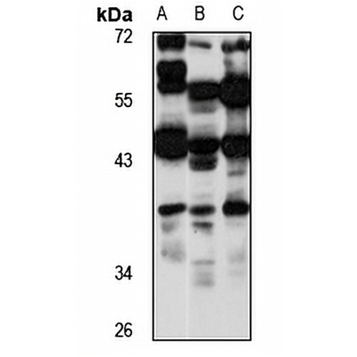 PDIP38 Rabbit Polyclonal Antibody