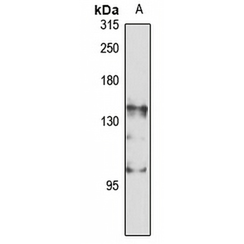 DNA Polymerase gamma 1 Rabbit Polyclonal Antibody
