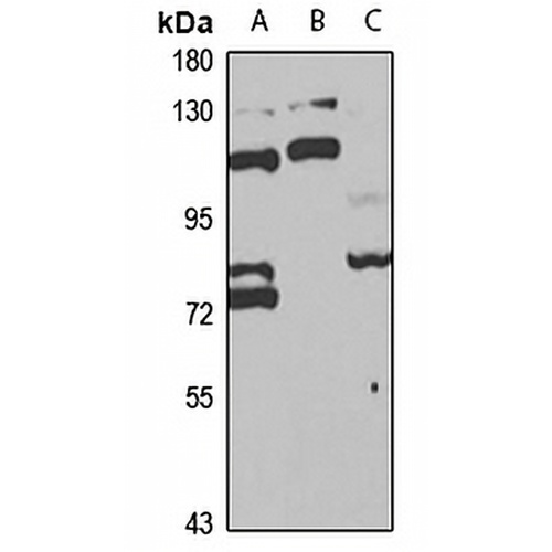 POLK Rabbit Polyclonal Antibody