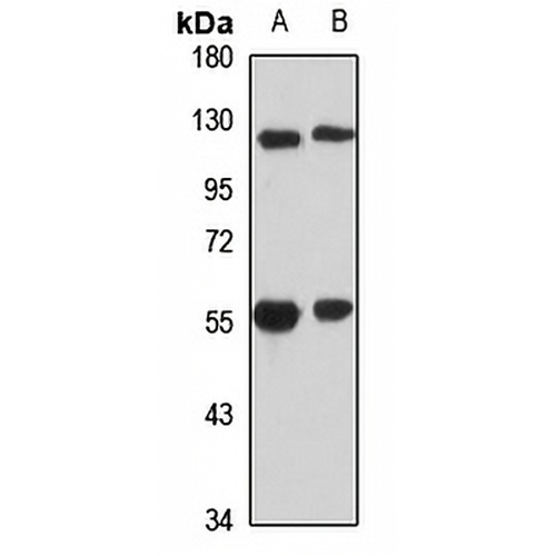 POLR1E Rabbit Polyclonal Antibody