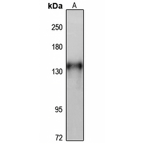 POLRMT Rabbit Polyclonal Antibody