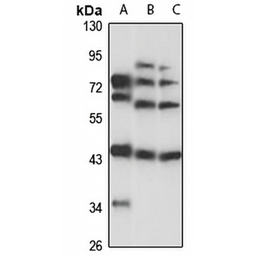 POU3F4 Rabbit Polyclonal Antibody