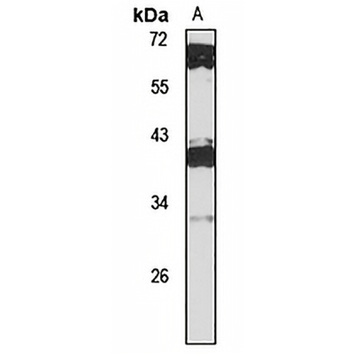 POU5F1B Rabbit Polyclonal Antibody