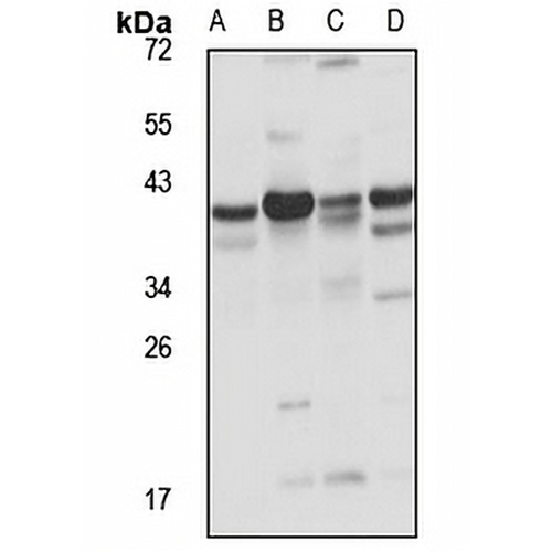 PAP-2b Rabbit Polyclonal Antibody